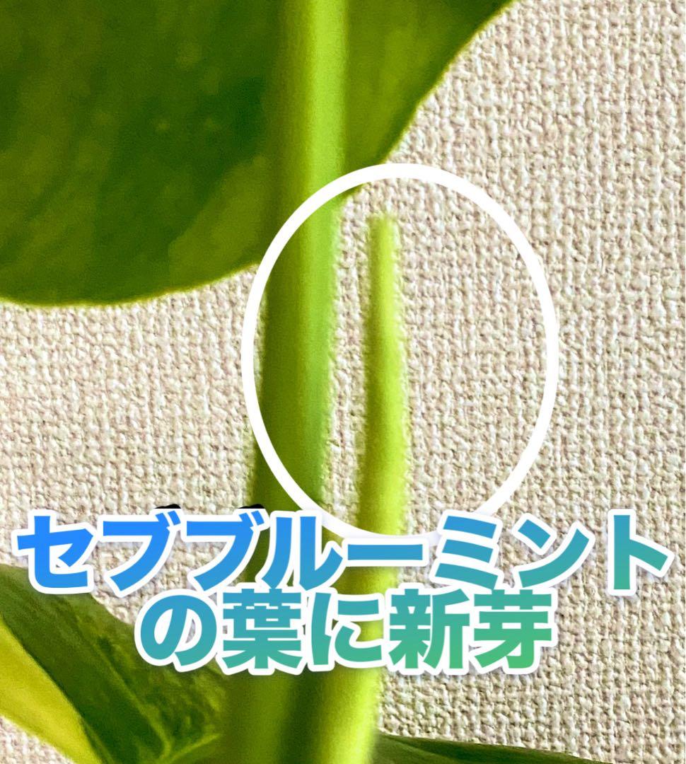 3葉／発根済／脇芽・新芽／セブブルーミント／イエローマリリン モンステラ 班入②