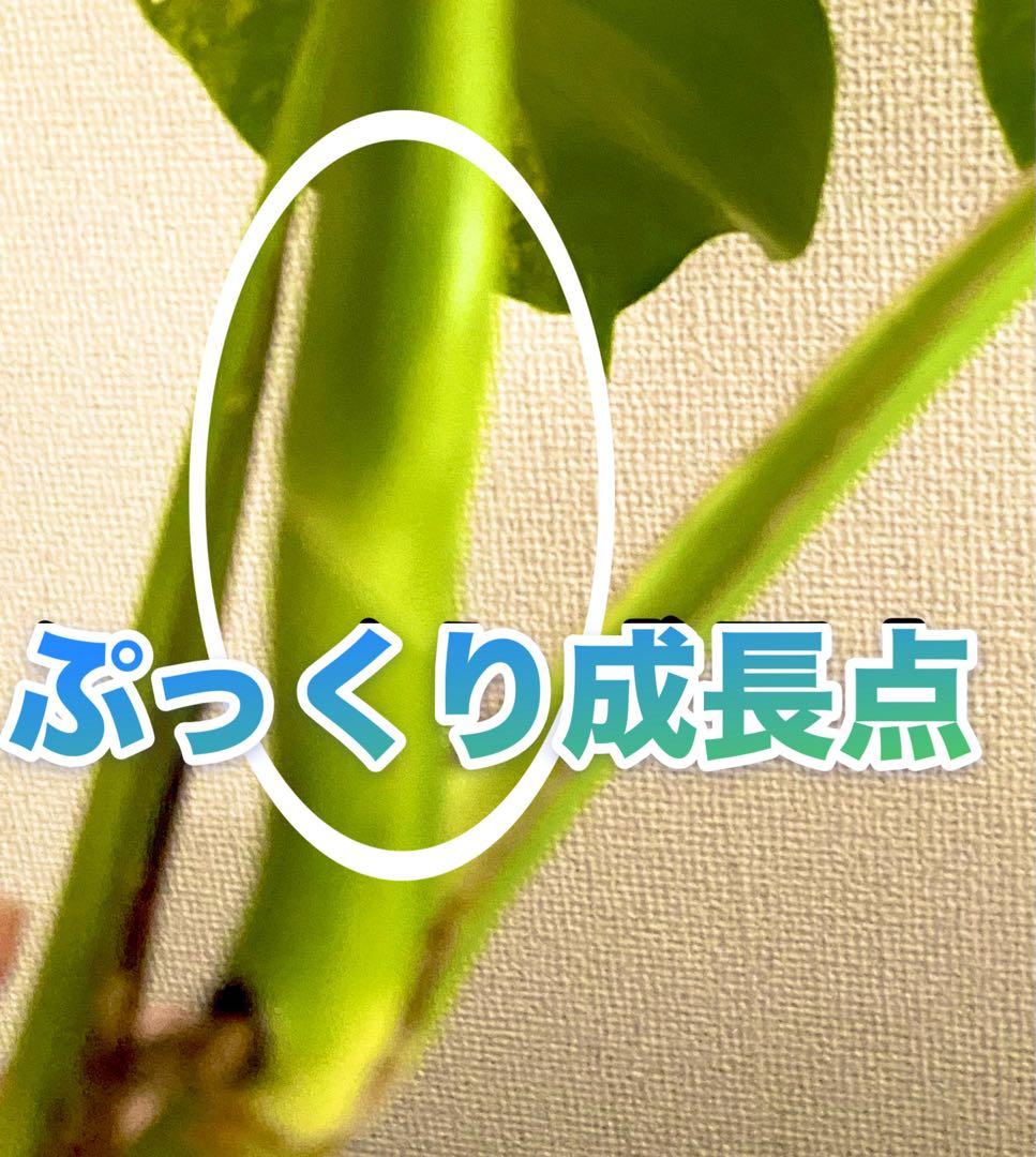 3葉／発根済／脇芽・新芽／セブブルーミント／イエローマリリン モンステラ 班入②