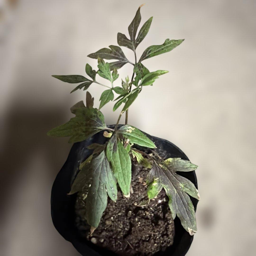 クレマチス苗　はるたん様ご確認用