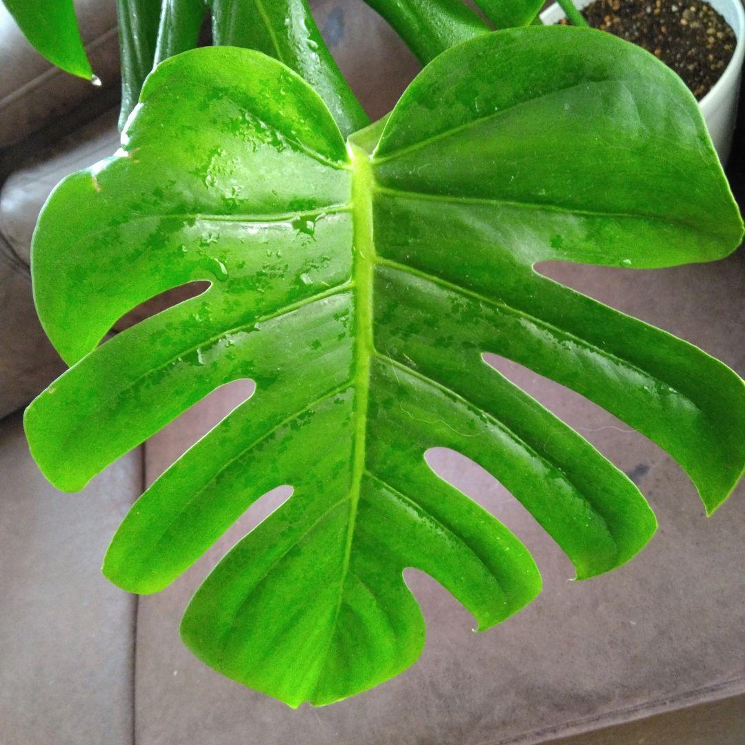 【特価値下げ‼️葉大モンステラデリシオーサ】新葉写真①枚目 4枚切り込みアリ‼️