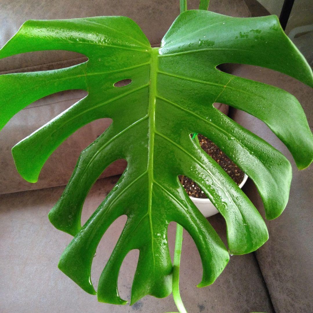 【特価値下げ‼️葉大モンステラデリシオーサ】新葉写真①枚目 4枚切り込みアリ‼️