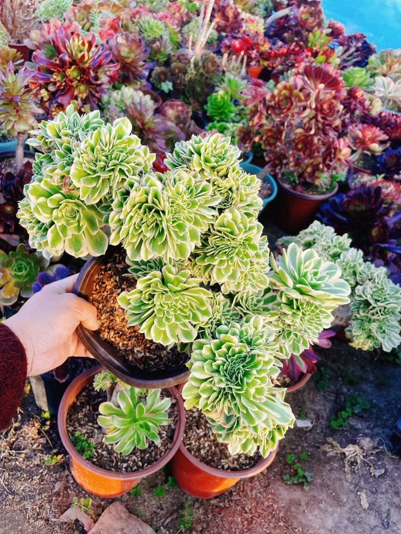 マイバッハ綴化 多肉植物 アエオニウム 抜き苗