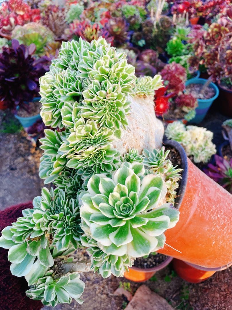 マイバッハ綴化 多肉植物 アエオニウム 抜き苗