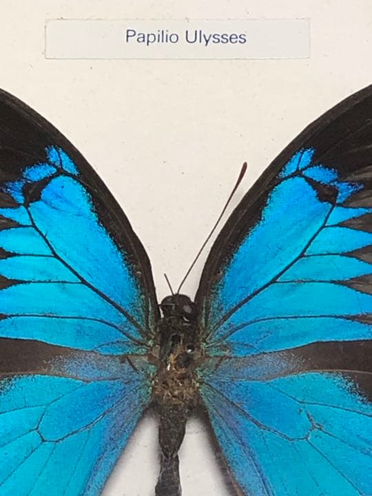 Pavilion Ulysses,Papilio Blumeiオオルリアゲハ