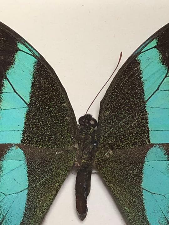 Pavilion Ulysses,Papilio Blumeiオオルリアゲハ