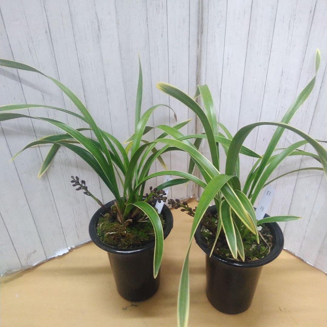 蜜蜂蘭　キンリョウヘン　日月　花芽2本　4号鉢　2個セット①