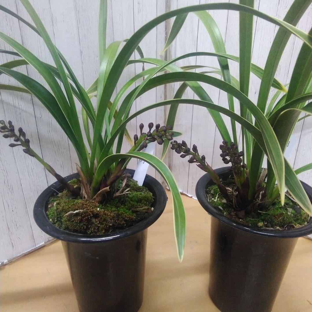 蜜蜂蘭　キンリョウヘン　日月　花芽2本　4号鉢　2個セット①