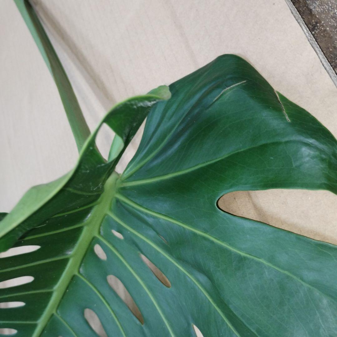 ※商品説明必読 モンステラ 4本セット 観葉植物