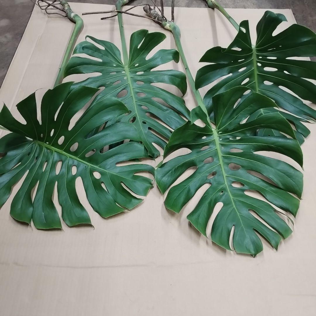 ※商品説明必読 モンステラ 4本セット 観葉植物