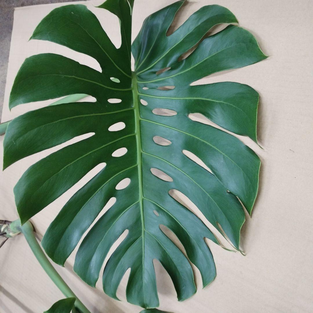 ※商品説明必読 モンステラ 4本セット 観葉植物