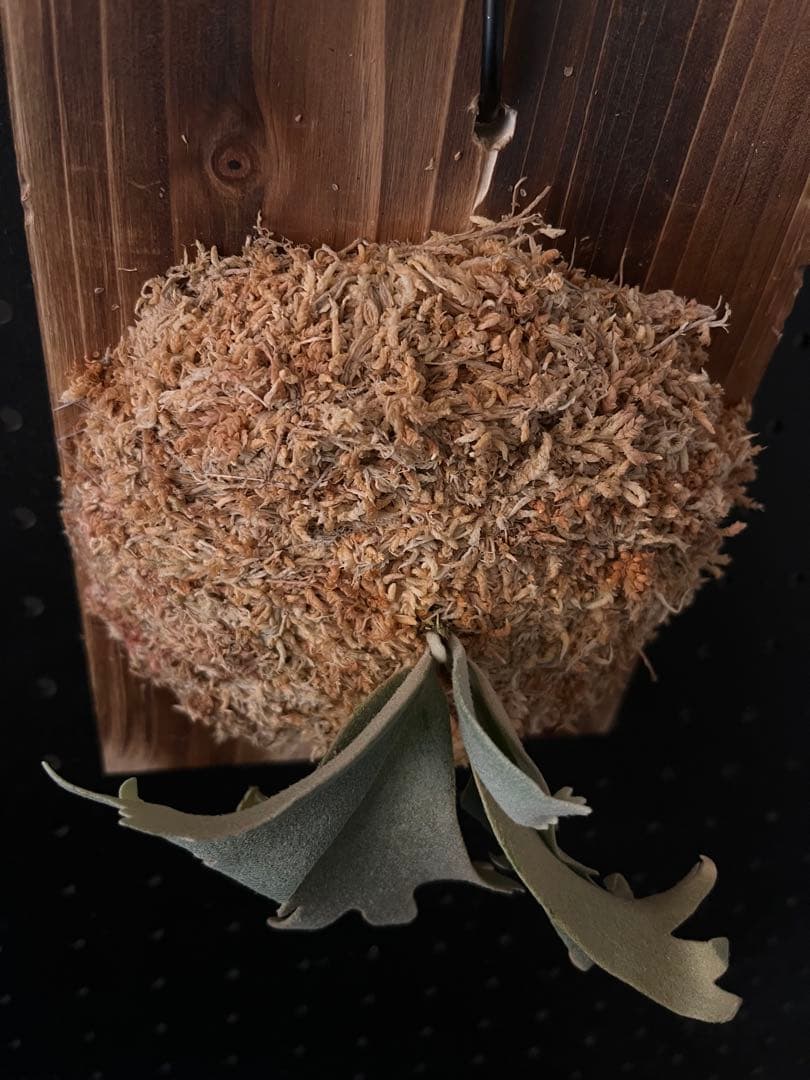 ビカクシダ P.willinckii Calm spore