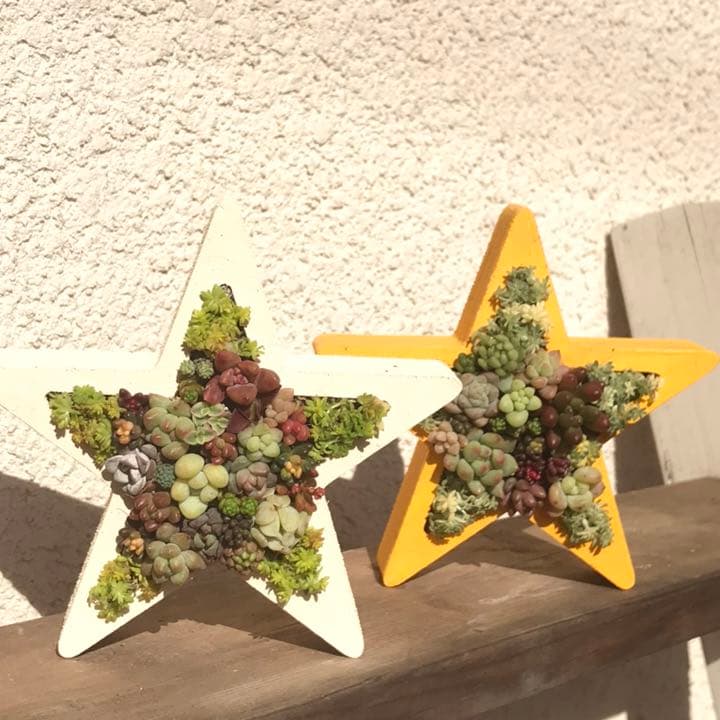 CHANEL様御専用★多肉植物　寄せ植え〜スター寄せ