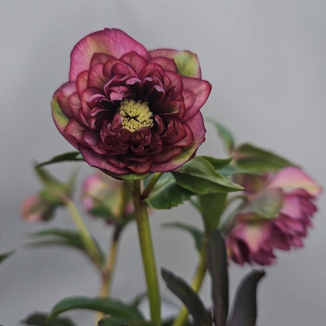 クリスマスローズ５号　多弁×ブラックリーフ二種植え