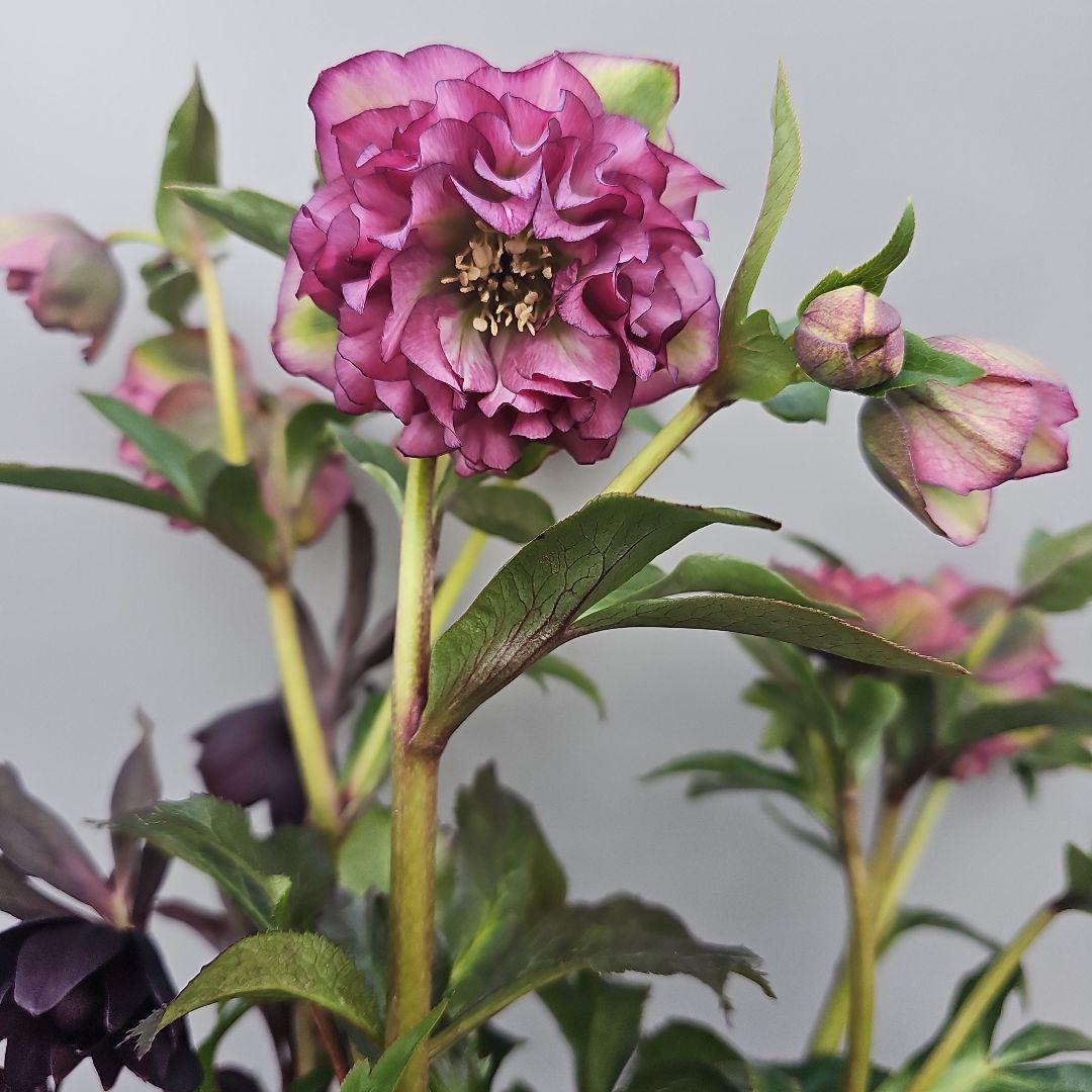 クリスマスローズ５号　多弁×ブラックリーフ二種植え