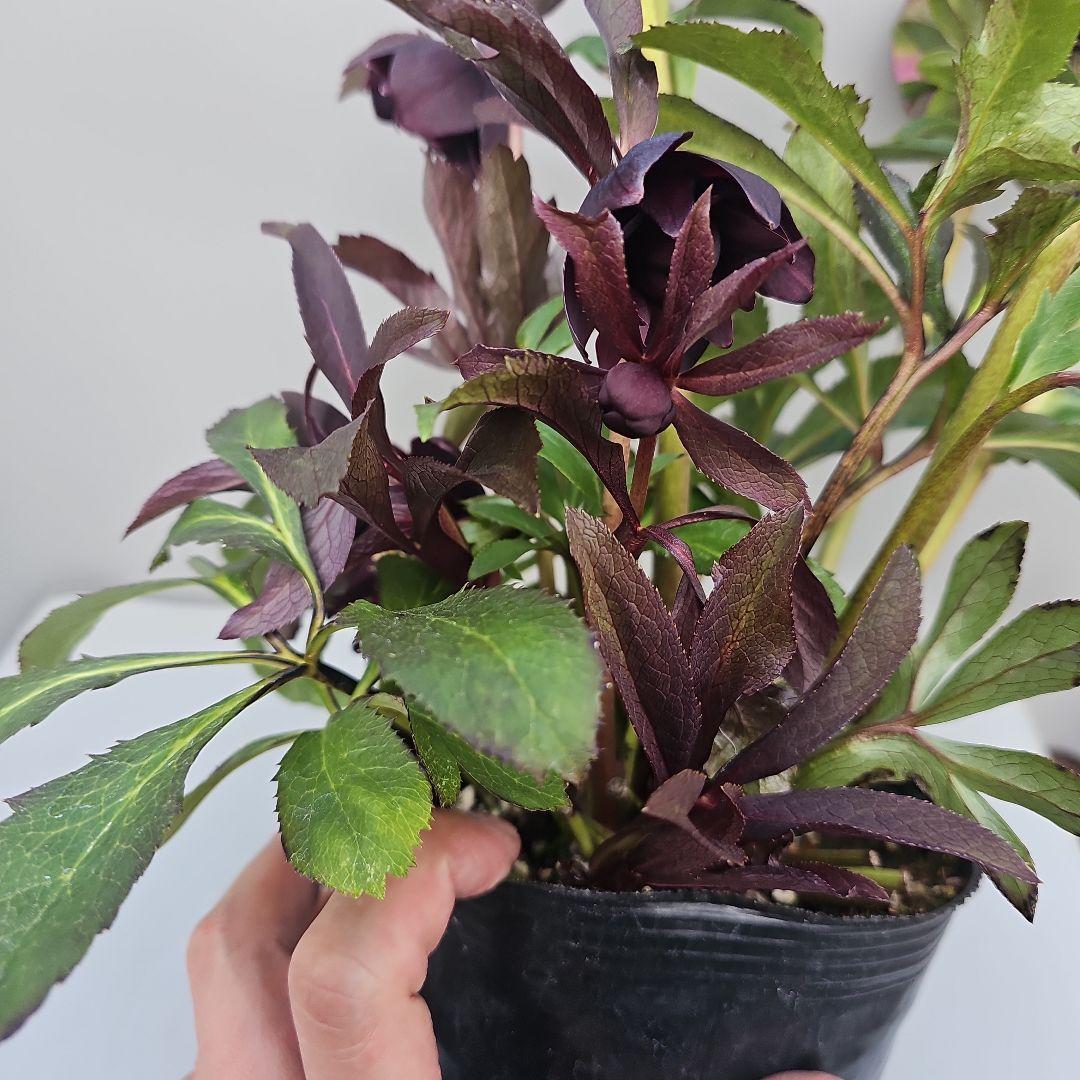 クリスマスローズ５号　多弁×ブラックリーフ二種植え