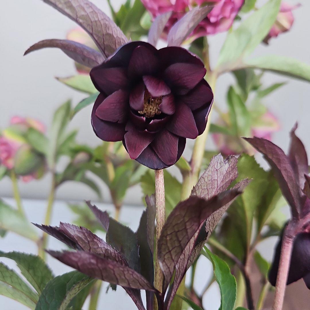 クリスマスローズ５号　多弁×ブラックリーフ二種植え