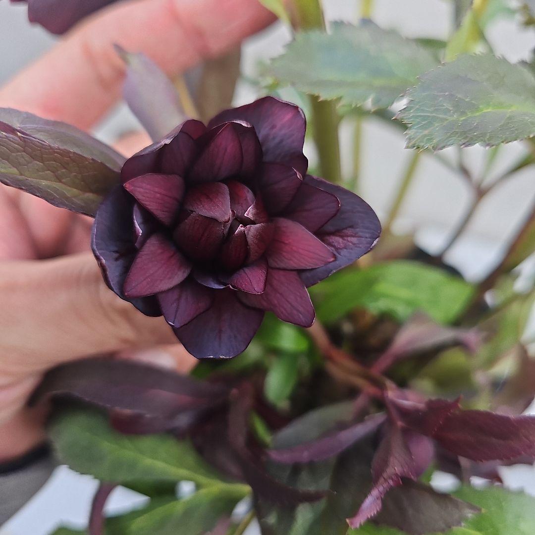 クリスマスローズ５号　多弁×ブラックリーフ二種植え