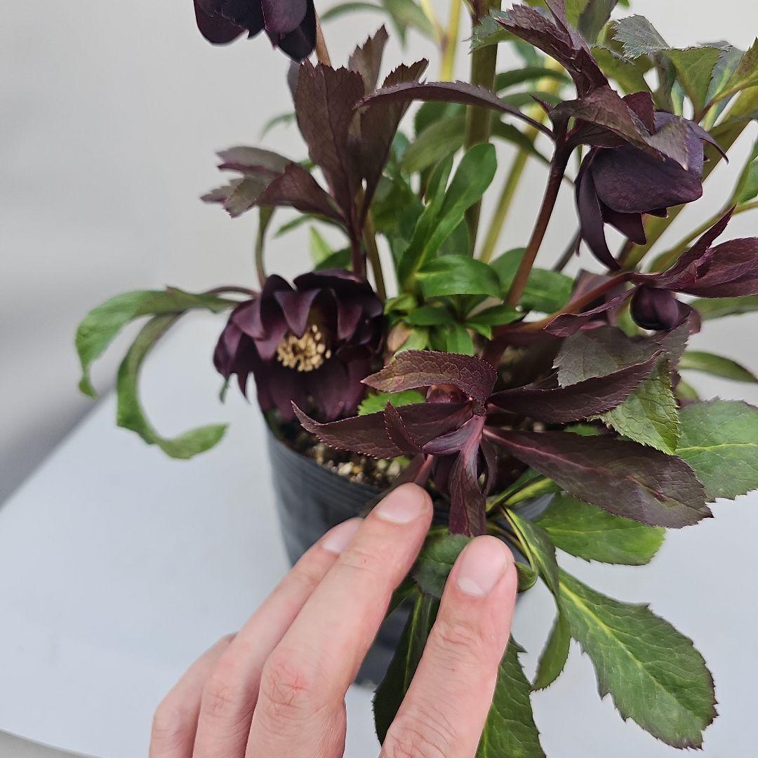 クリスマスローズ５号　多弁×ブラックリーフ二種植え