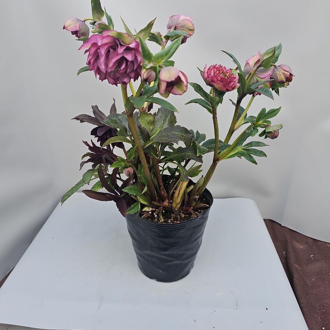 クリスマスローズ５号　多弁×ブラックリーフ二種植え