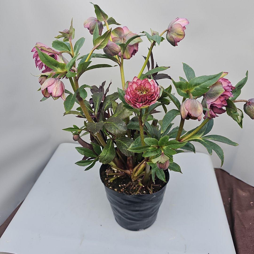 クリスマスローズ５号　多弁×ブラックリーフ二種植え