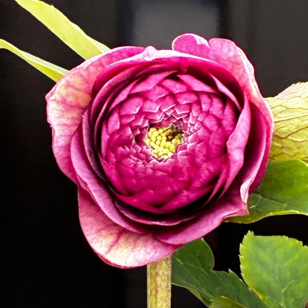 の*ん様 3437☘️ラスト2☘️花タグ付☘️アンティークアフロディーテ⭐️超多