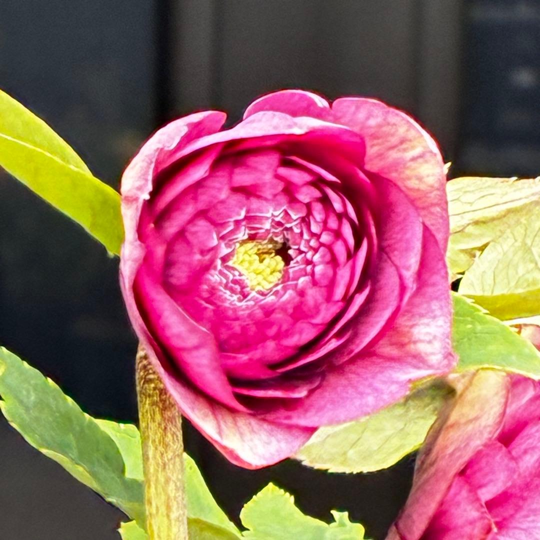 の*ん様 3437☘️ラスト2☘️花タグ付☘️アンティークアフロディーテ⭐️超多