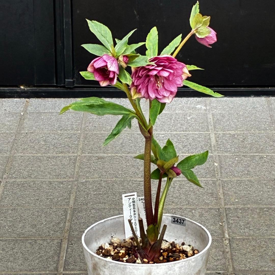 の*ん様 3437☘️ラスト2☘️花タグ付☘️アンティークアフロディーテ⭐️超多