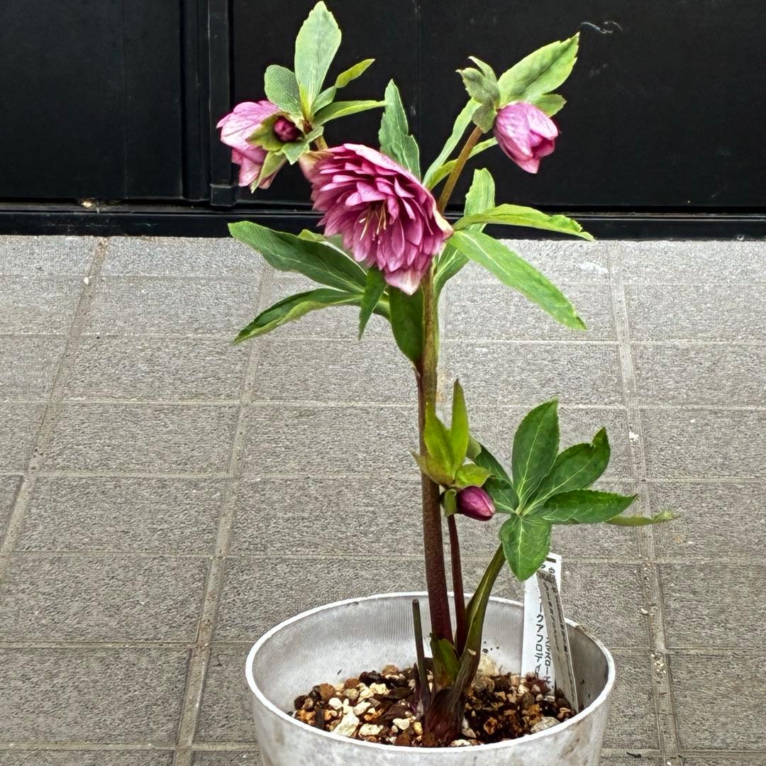 の*ん様 3437☘️ラスト2☘️花タグ付☘️アンティークアフロディーテ⭐️超多