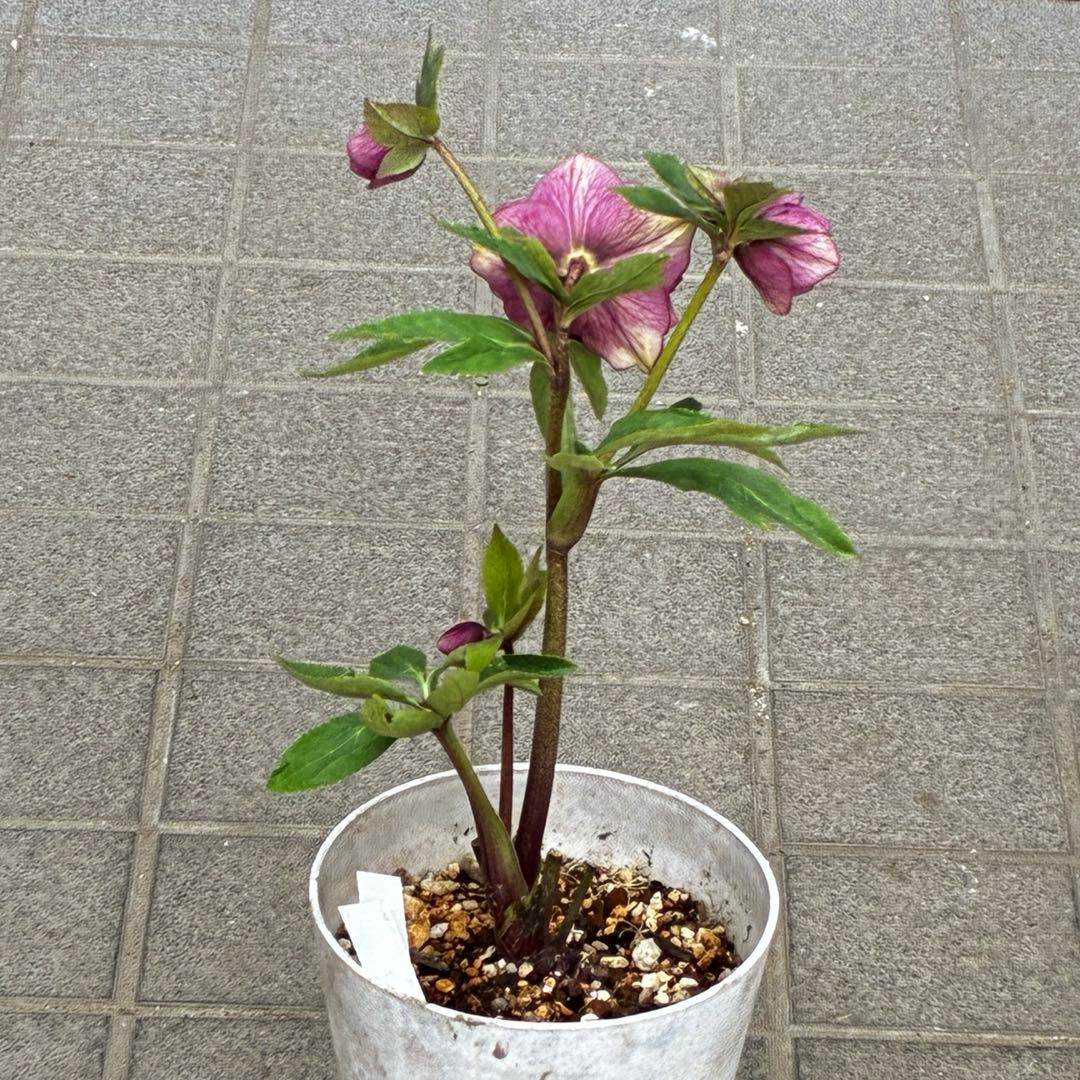 の*ん様 3437☘️ラスト2☘️花タグ付☘️アンティークアフロディーテ⭐️超多