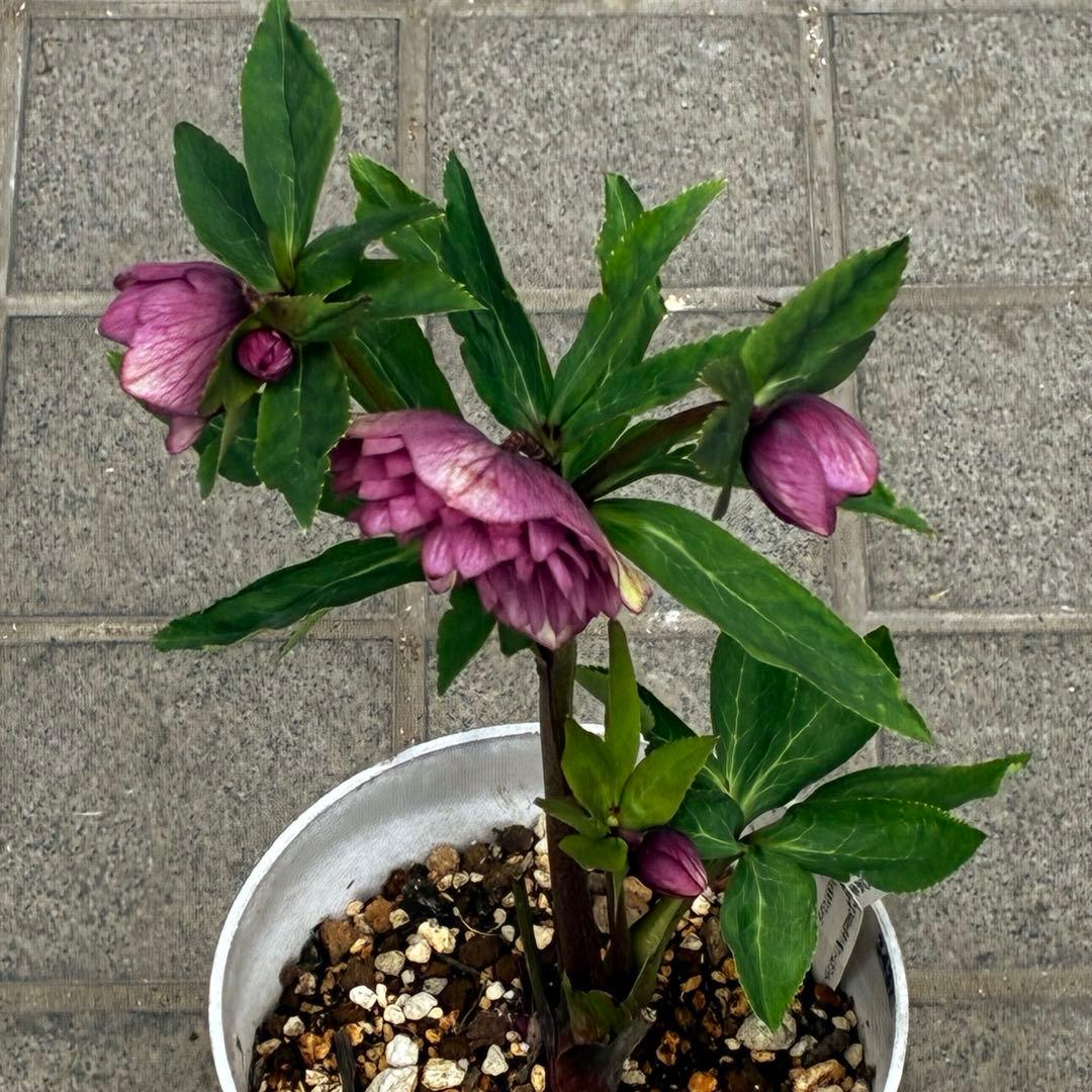 の*ん様 3437☘️ラスト2☘️花タグ付☘️アンティークアフロディーテ⭐️超多