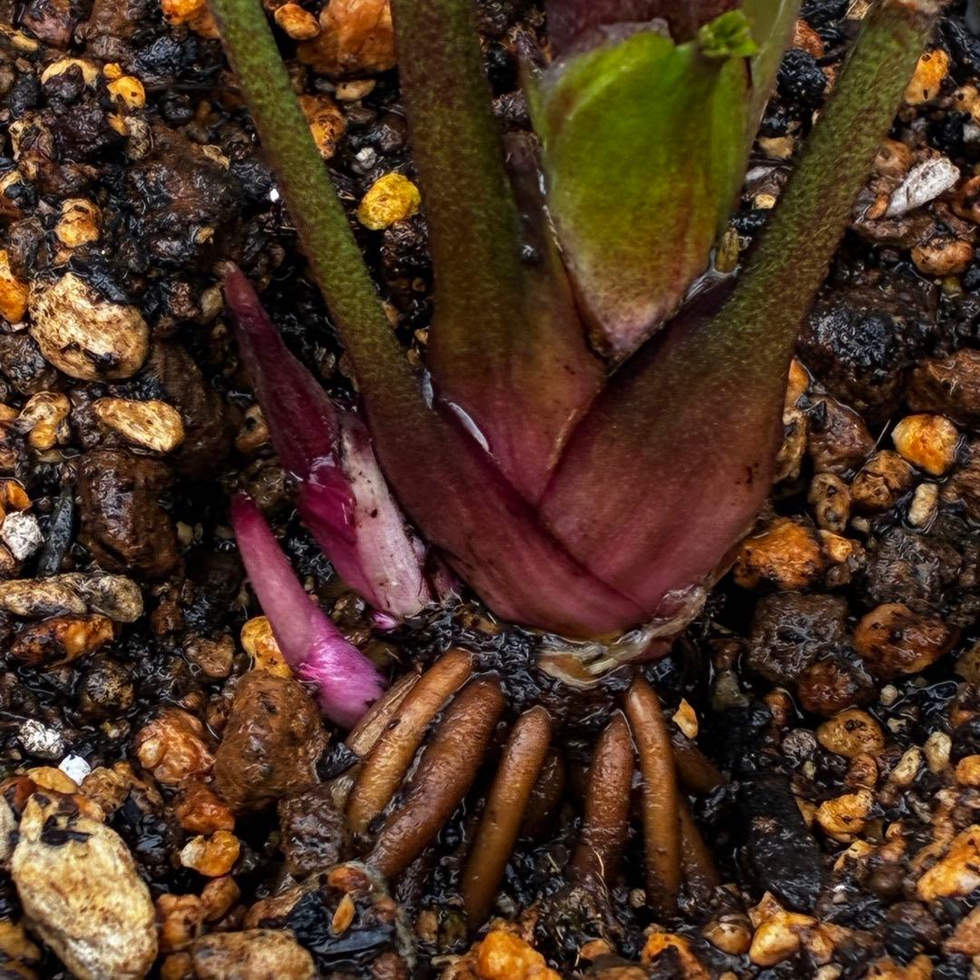 の*ん様 3437☘️ラスト2☘️花タグ付☘️アンティークアフロディーテ⭐️超多