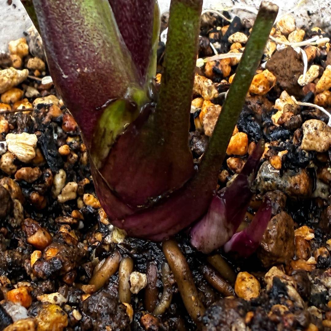 の*ん様 3437☘️ラスト2☘️花タグ付☘️アンティークアフロディーテ⭐️超多