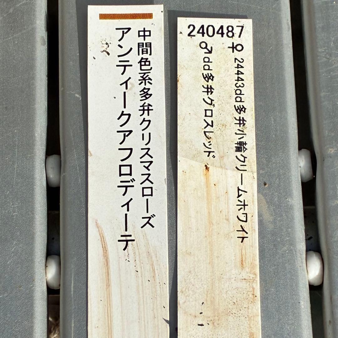の*ん様 3437☘️ラスト2☘️花タグ付☘️アンティークアフロディーテ⭐️超多