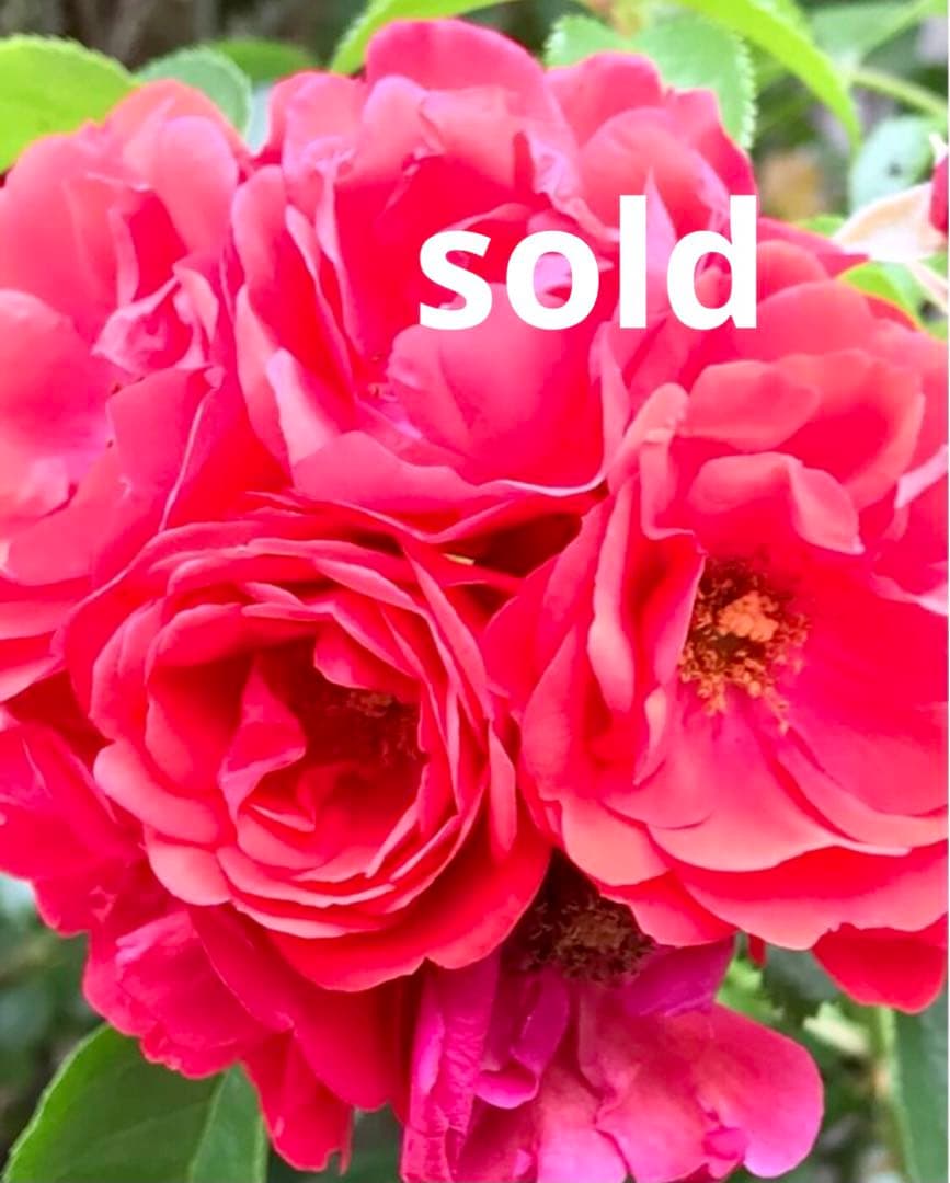 レジンヘアゴム　うちわ　黒ねこちゃんとスイカ