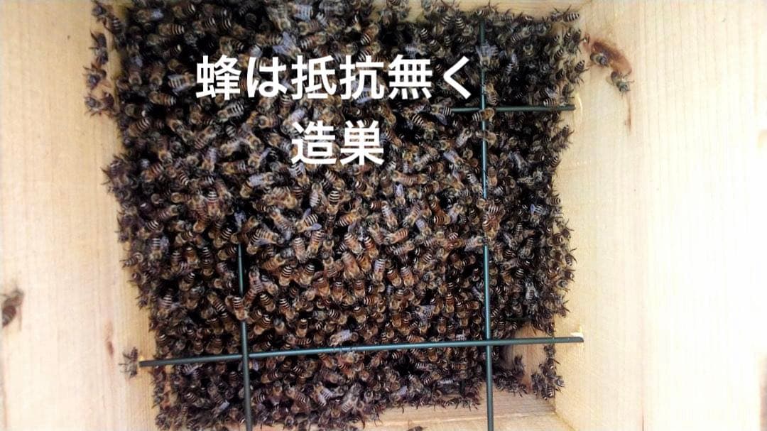 日本蜜蜂 重箱式巣箱4段 スライド底板 付巣門台座　スノコ付き
