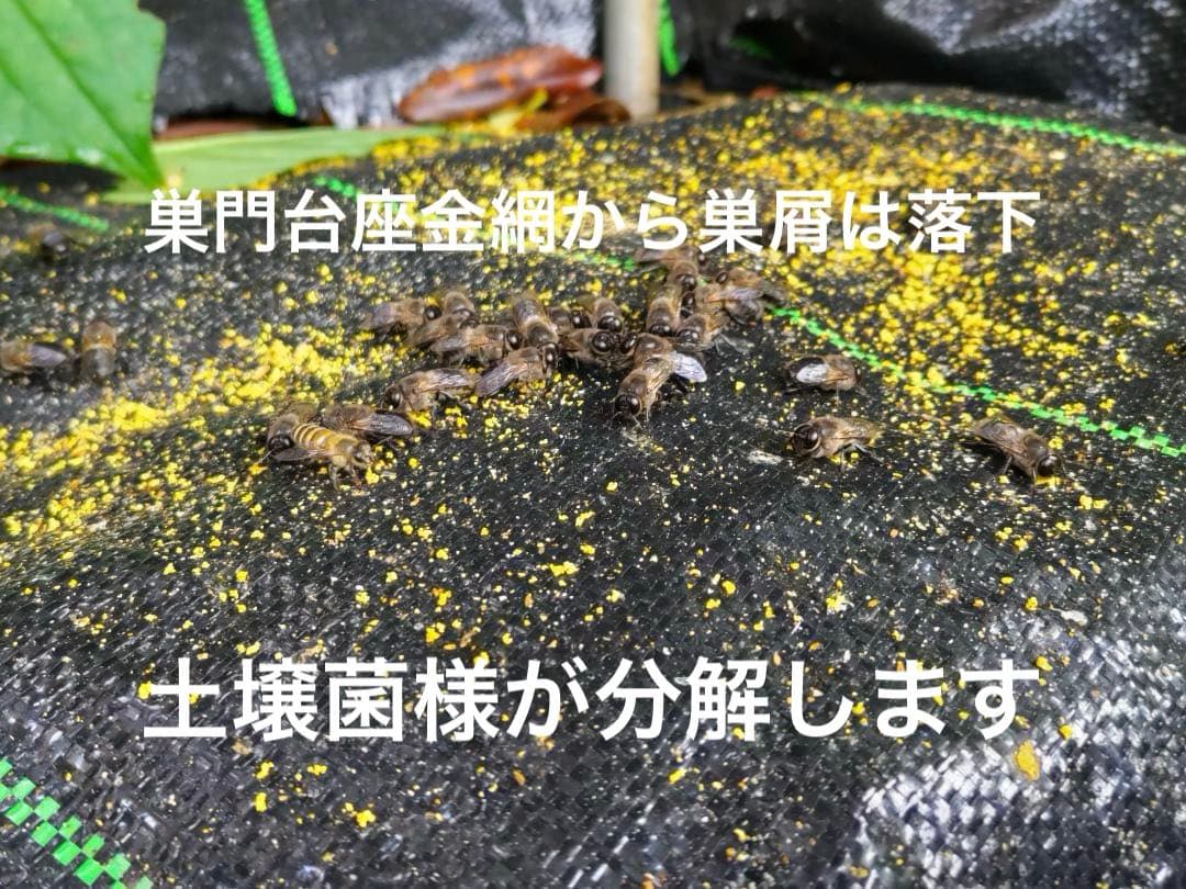日本蜜蜂 重箱式巣箱4段 スライド底板 付巣門台座　スノコ付き