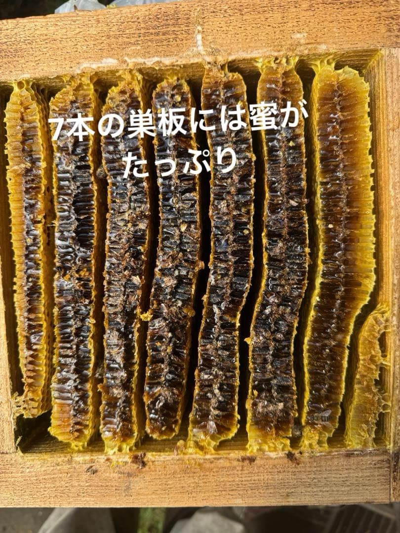 日本蜜蜂 重箱式巣箱4段 スライド底板 付巣門台座　スノコ付き