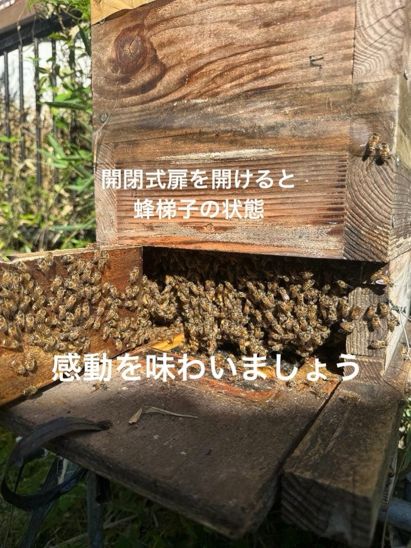 日本蜜蜂 重箱式巣箱4段 スライド底板 付巣門台座　スノコ付き