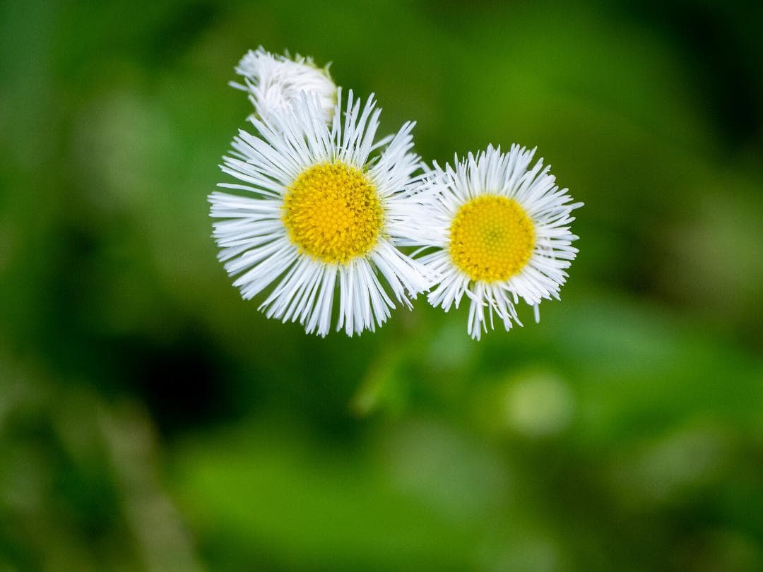 レンズ(ズーム) Panasonic LEICA 50-200mm F2.8-4.0
