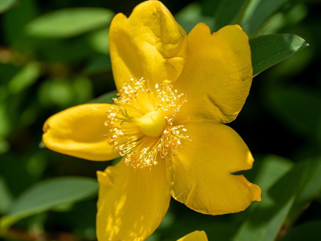 レンズ(ズーム) Panasonic LEICA 50-200mm F2.8-4.0