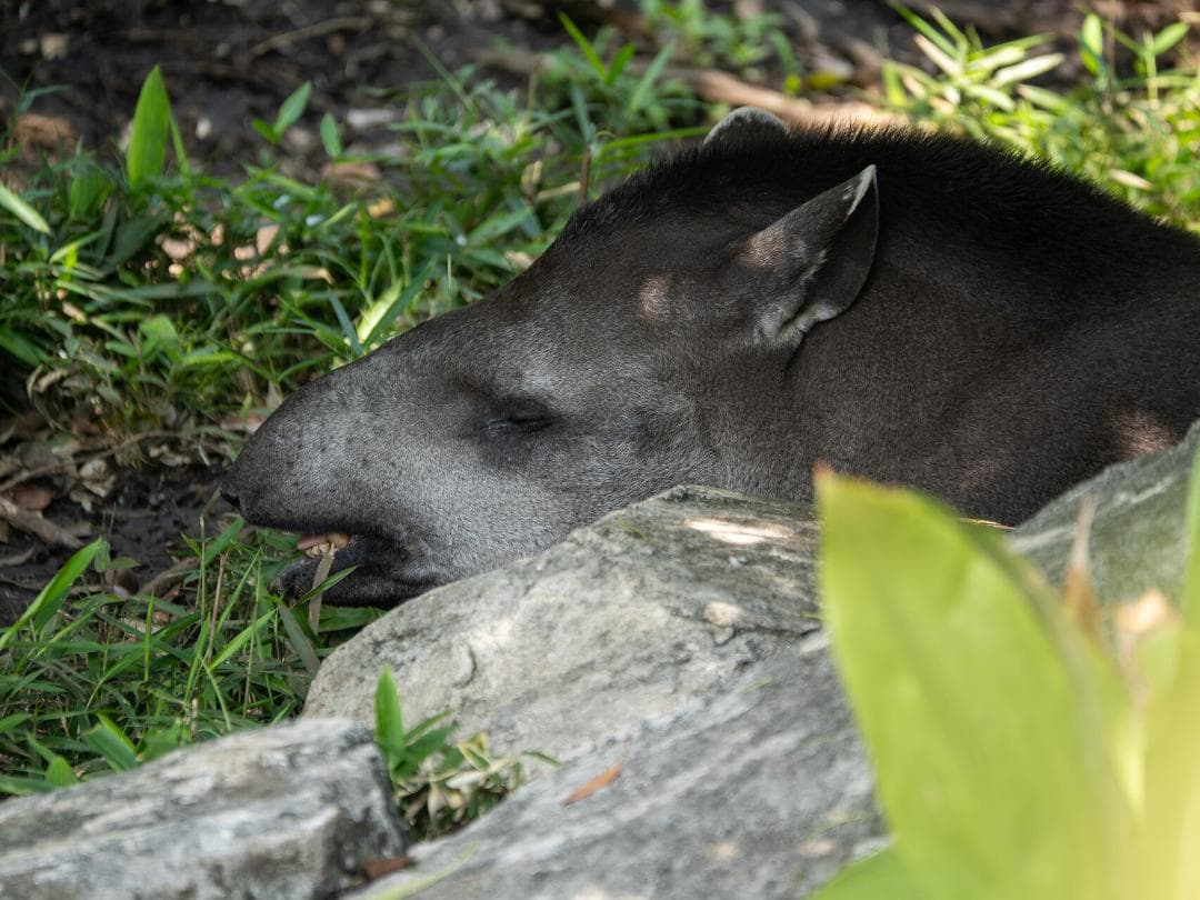 レンズ(ズーム) Panasonic LEICA 50-200mm F2.8-4.0