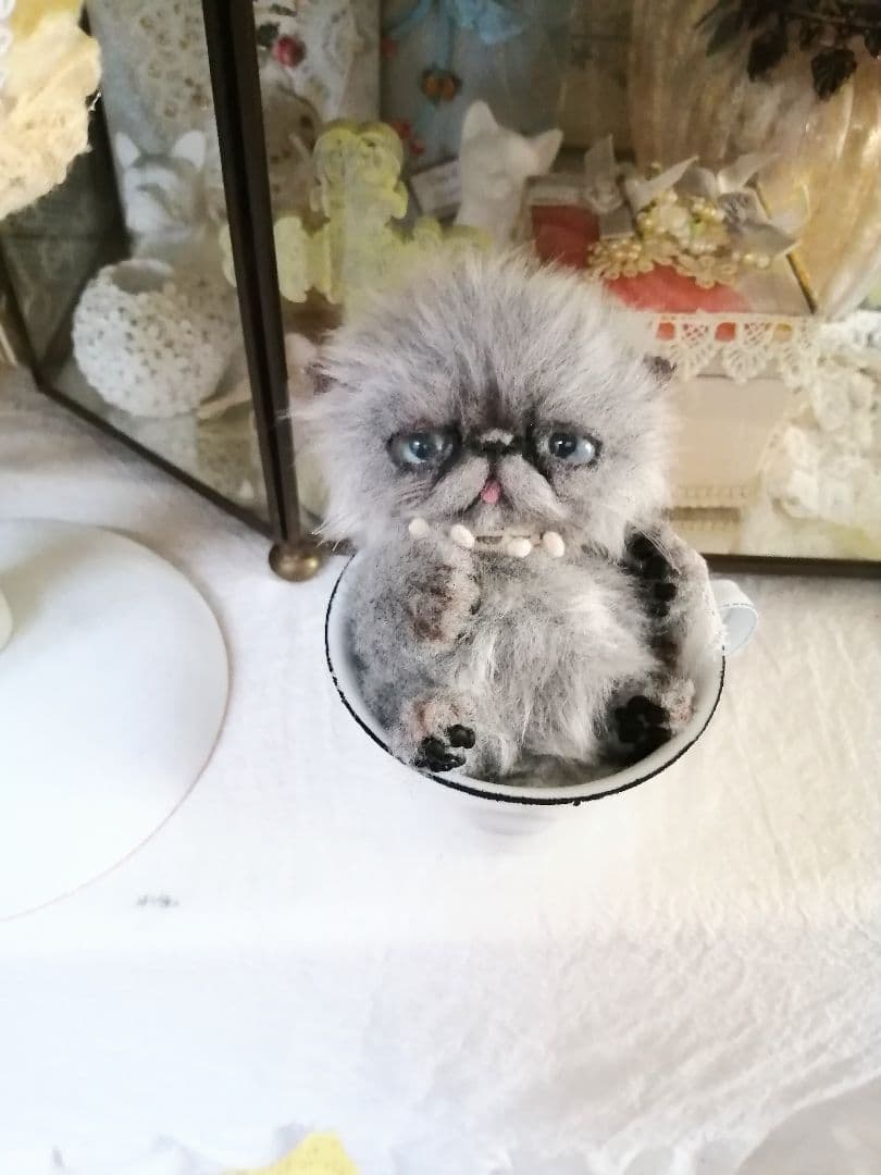 (ΦωΦ)おチビちゃん(ΦωΦ)夢夢ちゃんッ♥にゃんこ♥猫❤️エキゾチック