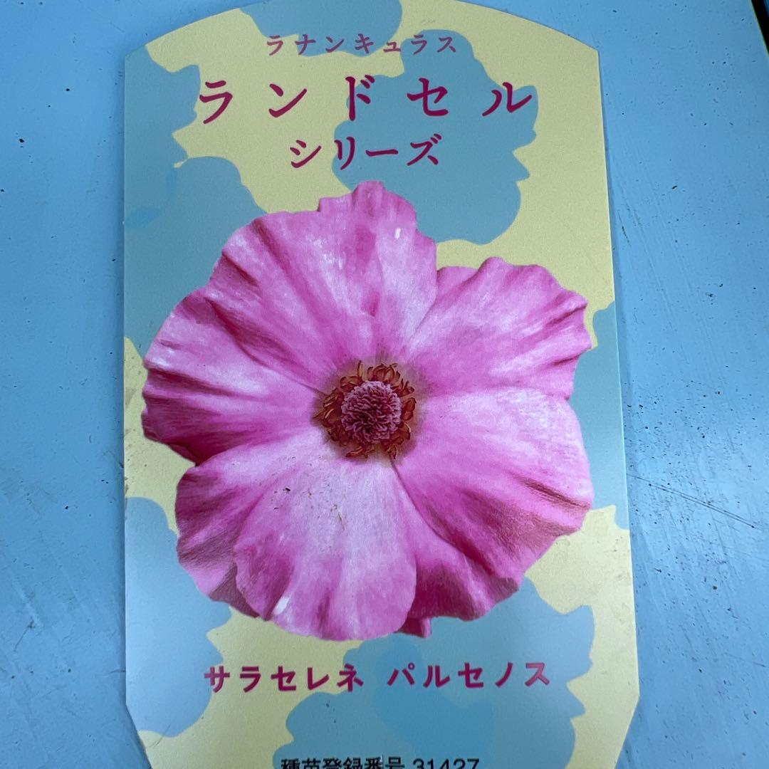 ⑤ラナンキュラス❁⃘*.゜パルセノス➕イパリオン➕ラゴス