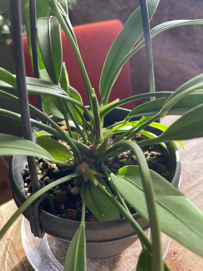 アンスリウム　ビッタリフォリウム　③