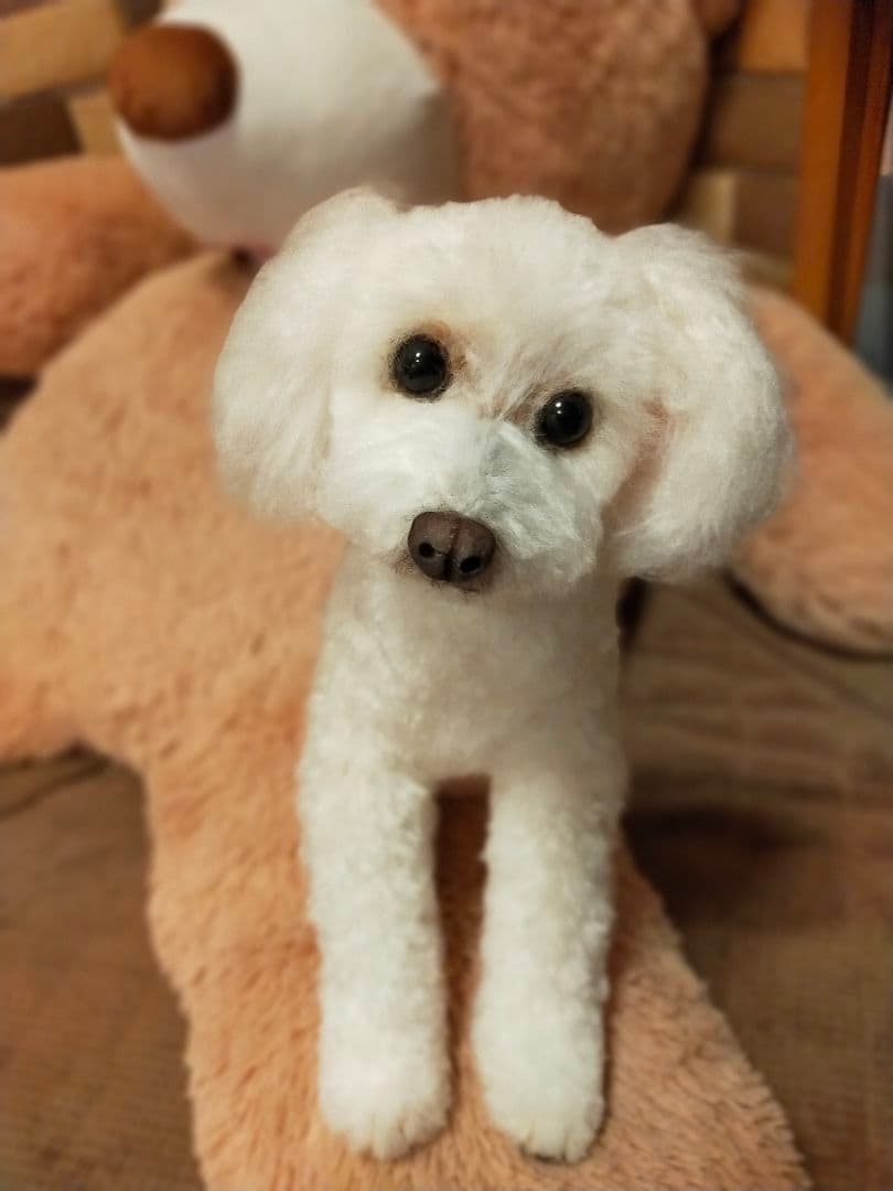 羊毛フェルト。オーダー専用受付中。うちの子。わんこ。