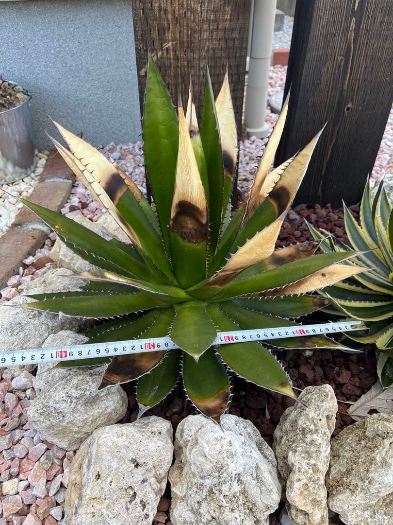 ホリダ　アガベ 約40cm 痛みあり。