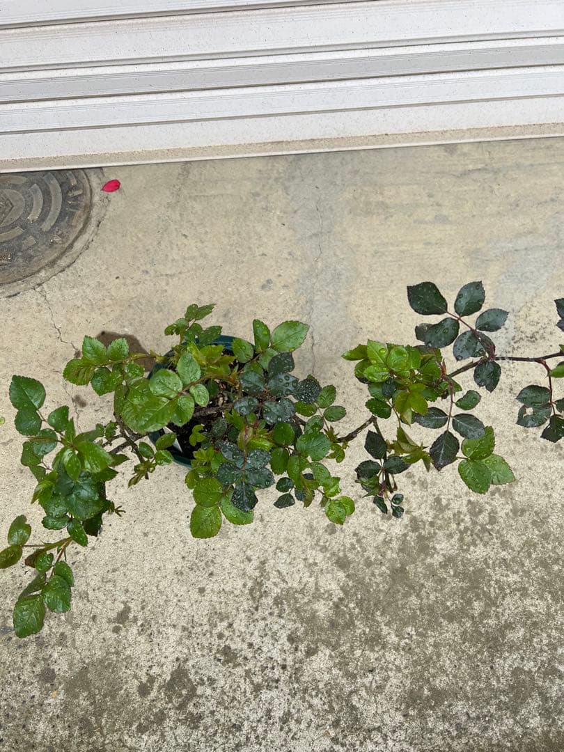 【バラ　バラ苗　アブラハムダービー　廃盤希少種大株】