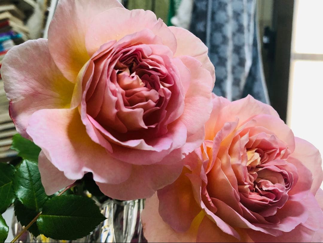 【バラ　バラ苗　アブラハムダービー　廃盤希少種大株】