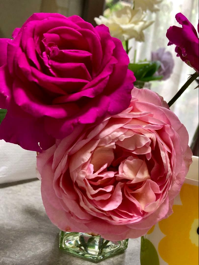 【バラ　バラ苗　アブラハムダービー　廃盤希少種大株】