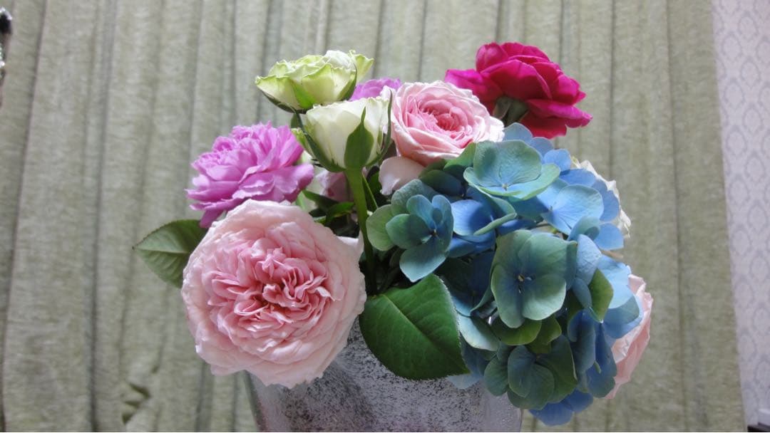 【バラ　バラ苗　アブラハムダービー　廃盤希少種大株】